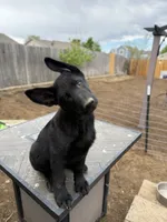 Blue, a male German Shepherd Dog for sale in Milliken, CO – 1 of 3