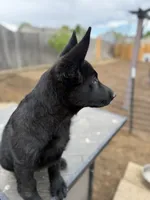 Blue, a male German Shepherd Dog for sale in Milliken, CO – 3 of 3