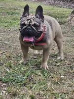 Thumbalina, a female French Bulldog for sale in Miami, FL – Photo 3 of 4