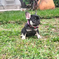 Thumbalina, a female French Bulldog for sale in Miami, FL – Photo 2 of 4