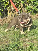 Thumbalina, a female French Bulldog for sale in Miami, FL – Photo 4 of 4