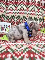 Peewee, a male French Bulldog for sale in Miami, FL – Photo 6 of 8