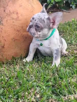 Peewee, a male French Bulldog for sale in Miami, FL – Photo 3 of 8