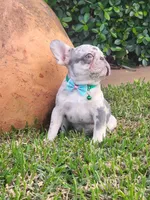 Peewee, a male French Bulldog for sale in Miami, FL – Photo 1 of 8