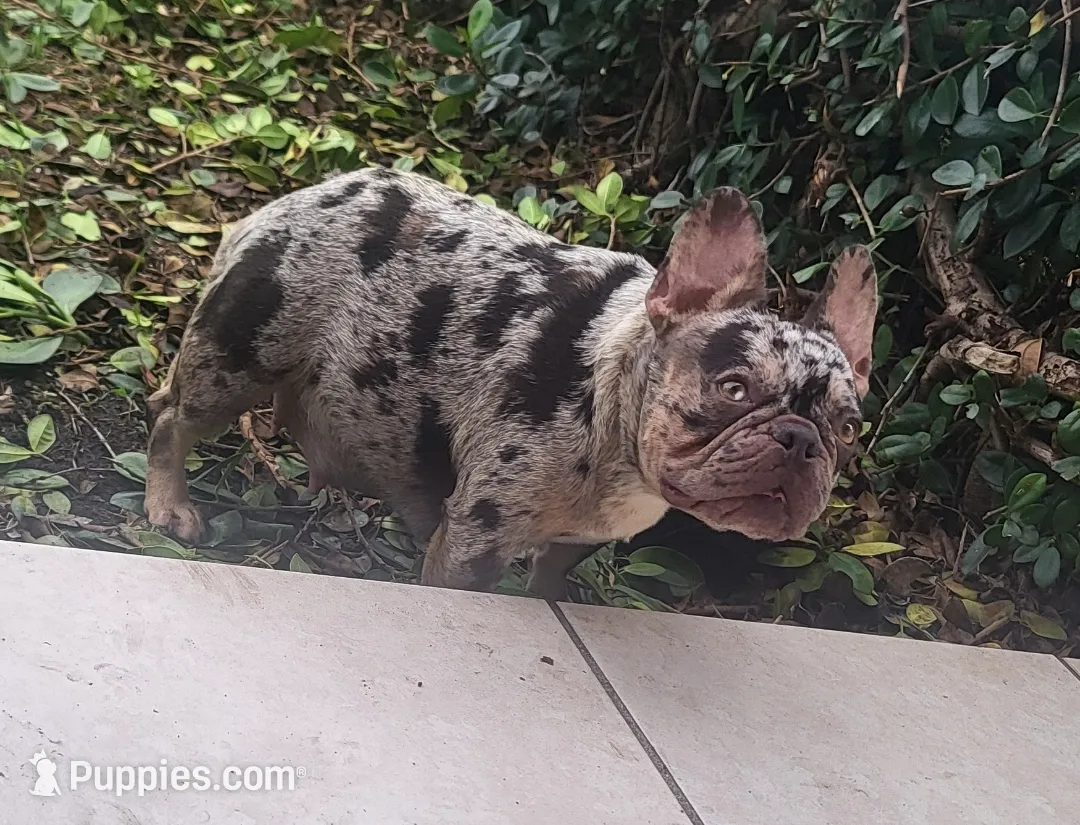Peewee, a male French Bulldog for sale in Miami, FL – Photo 2 of 8