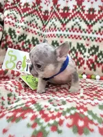 Peewee, a male French Bulldog for sale in Miami, FL – Photo 4 of 8