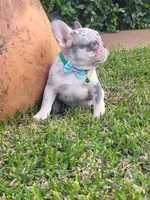 Peewee, a male French Bulldog for sale in Miami, FL – Photo 5 of 8