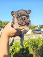 processed/4b3e081f-83f8-421d-9fca-180c35018574/listing/a70fe580-f391-4f60-ac59-6be3f6e09ba7/736dfca2-562a-4261-abf3-fba008dc72f6