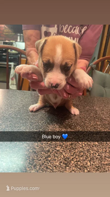 Blue boy($50)  – Siberian Husky, American Pit Bull Terrier puppy for sale in Cowden, IL