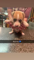 Blue boy($50) , a male Siberian Husky and American Pit Bull Terrier for sale in Cowden, IL – 1 of 1