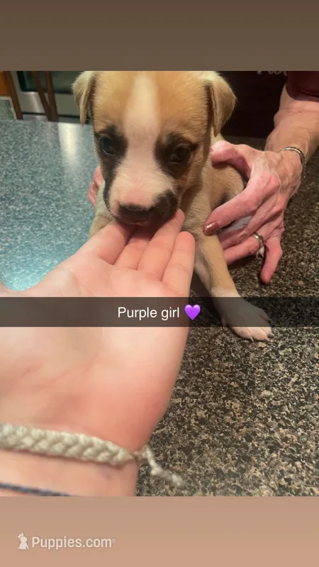 Purple girl ($50) – Siberian Husky, American Pit Bull Terrier puppy on hold in Cowden, IL