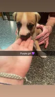 Purple girl ($50), a female Siberian Husky and American Pit Bull Terrier for sale in Cowden, IL – 1 of 1