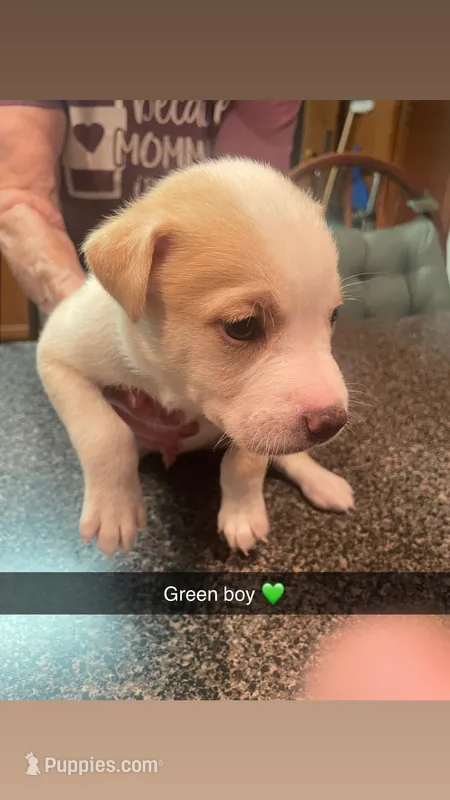 Green boy($50)  – Siberian Husky, American Pit Bull Terrier puppy for sale in Cowden, IL