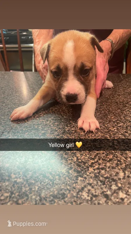 Yellow girl($50)  – Siberian Husky, American Pit Bull Terrier puppy for sale in Cowden, IL
