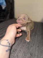 Tiara, a female American Bully for sale in New Castle, PA – Photo 2 of 5