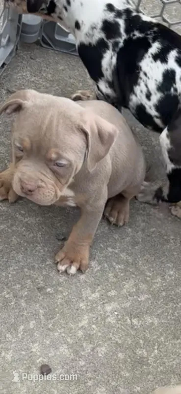 Tiara – American Bully puppy for sale in New Castle, PA