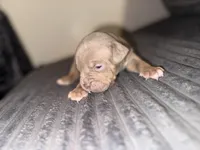 Tiara, a female American Bully for sale in New Castle, PA – Photo 3 of 5