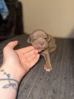 Tiara, a female American Bully for sale in New Castle, PA – Photo 1 of 5
