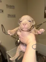 Tiara, a female American Bully for sale in New Castle, PA – Photo 4 of 5