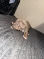 Tiara, a female American Bully for sale in New Castle, PA – Photo 5 of 5