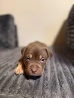 Tucker, a male American Bully for sale in New Castle, PA – Photo 5 of 10