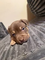 Tucker, a male American Bully for sale in New Castle, PA – Photo 10 of 10