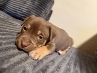 Tucker, a male American Bully for sale in New Castle, PA – Photo 2 of 10