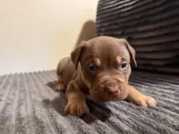 Tucker, a male American Bully for sale in New Castle, PA – Photo 8 of 10