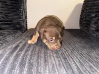 Tucker, a male American Bully for sale in New Castle, PA – Photo 3 of 10