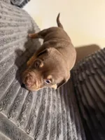 Tucker, a male American Bully for sale in New Castle, PA – Photo 9 of 10