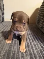 Tucker, a male American Bully for sale in New Castle, PA – Photo 6 of 10