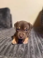 Tucker, a male American Bully for sale in New Castle, PA – Photo 7 of 10