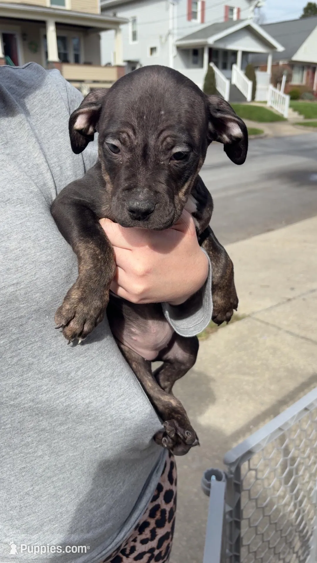 Big mama – American Bully puppy for sale in New Castle, PA