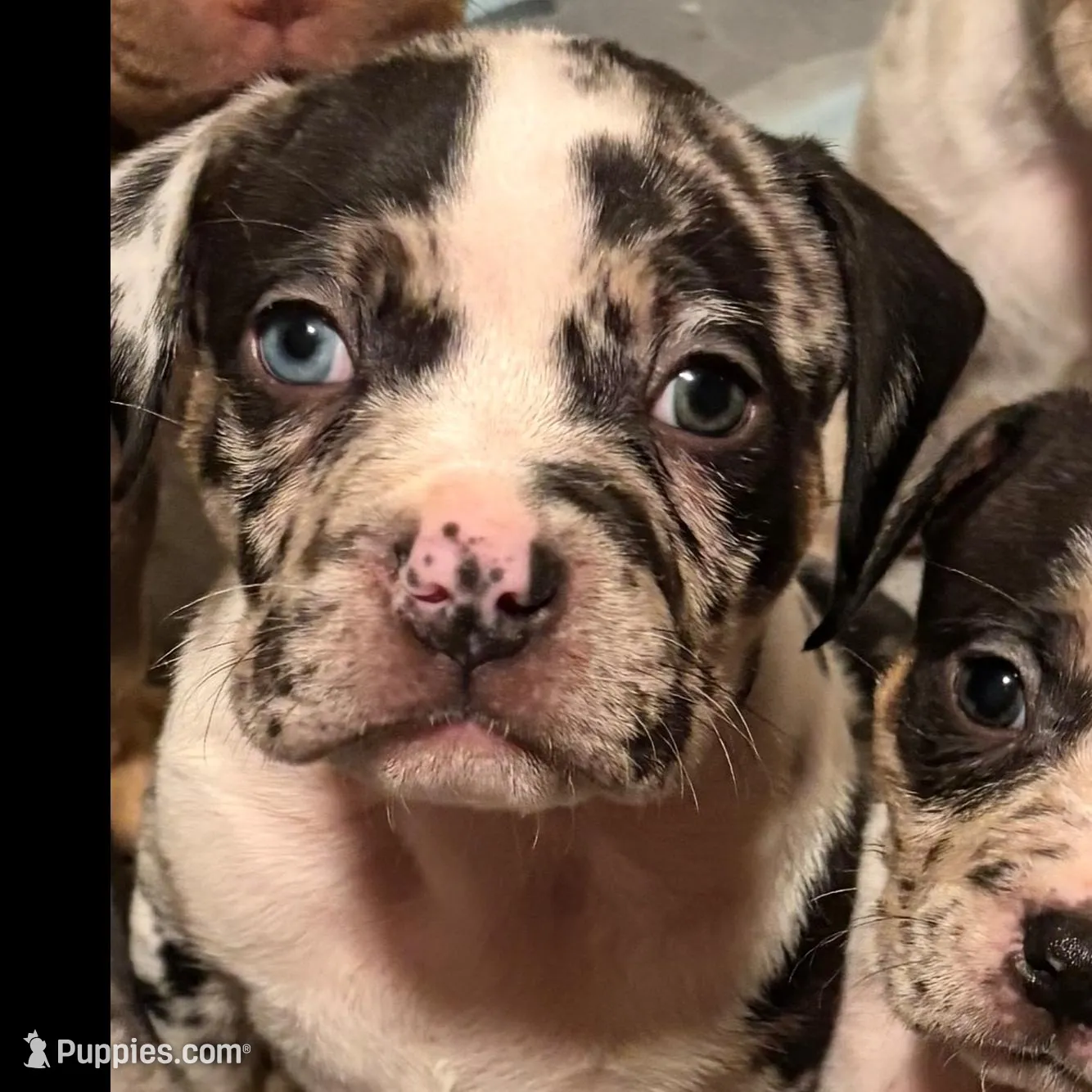 Finesse 2Xs – American Bully puppy for sale in New Castle, PA