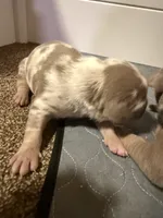 processed/4b413517-3242-4276-b4bc-a86dc4e3f2ae/listing/6c777be5-5f16-4f03-8056-103f29179697/2ee886db-aea0-4e27-87d3-8001b62290b1