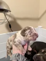 processed/4b413517-3242-4276-b4bc-a86dc4e3f2ae/listing/6c777be5-5f16-4f03-8056-103f29179697/303709af-6f6c-4a29-83fc-18c1ad474465