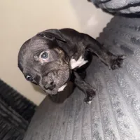 Big mama, a female American Bully for sale in New Castle, PA – Photo 3 of 9