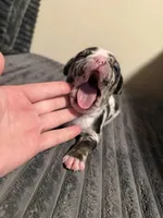 Finesse 2Xs, a male American Bully for sale in New Castle, PA – Photo 8 of 9