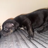 Big mama, a female American Bully for sale in New Castle, PA – Photo 7 of 9