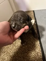 processed/4b413517-3242-4276-b4bc-a86dc4e3f2ae/listing/8d6980e1-caa4-49a5-aee2-8d927f25bd13/32a95dae-9de7-4546-a607-6ef4d52ad0a5