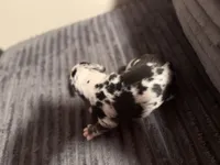 Finesse 2Xs, a male American Bully for sale in New Castle, PA – Photo 7 of 9