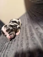 Finesse 2Xs, a male American Bully for sale in New Castle, PA – Photo 6 of 9