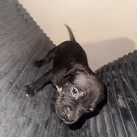 Big mama, a female American Bully for sale in New Castle, PA – Photo 6 of 9