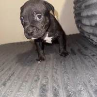 Big mama, a female American Bully for sale in New Castle, PA – Photo 4 of 9