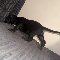 Big mama, a female American Bully for sale in New Castle, PA – Photo 9 of 9