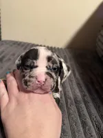 Finesse 2Xs, a male American Bully for sale in New Castle, PA – Photo 1 of 9