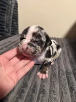 Finesse 2Xs, a male American Bully for sale in New Castle, PA – Photo 9 of 9