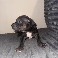 Big mama, a female American Bully for sale in New Castle, PA – Photo 8 of 9