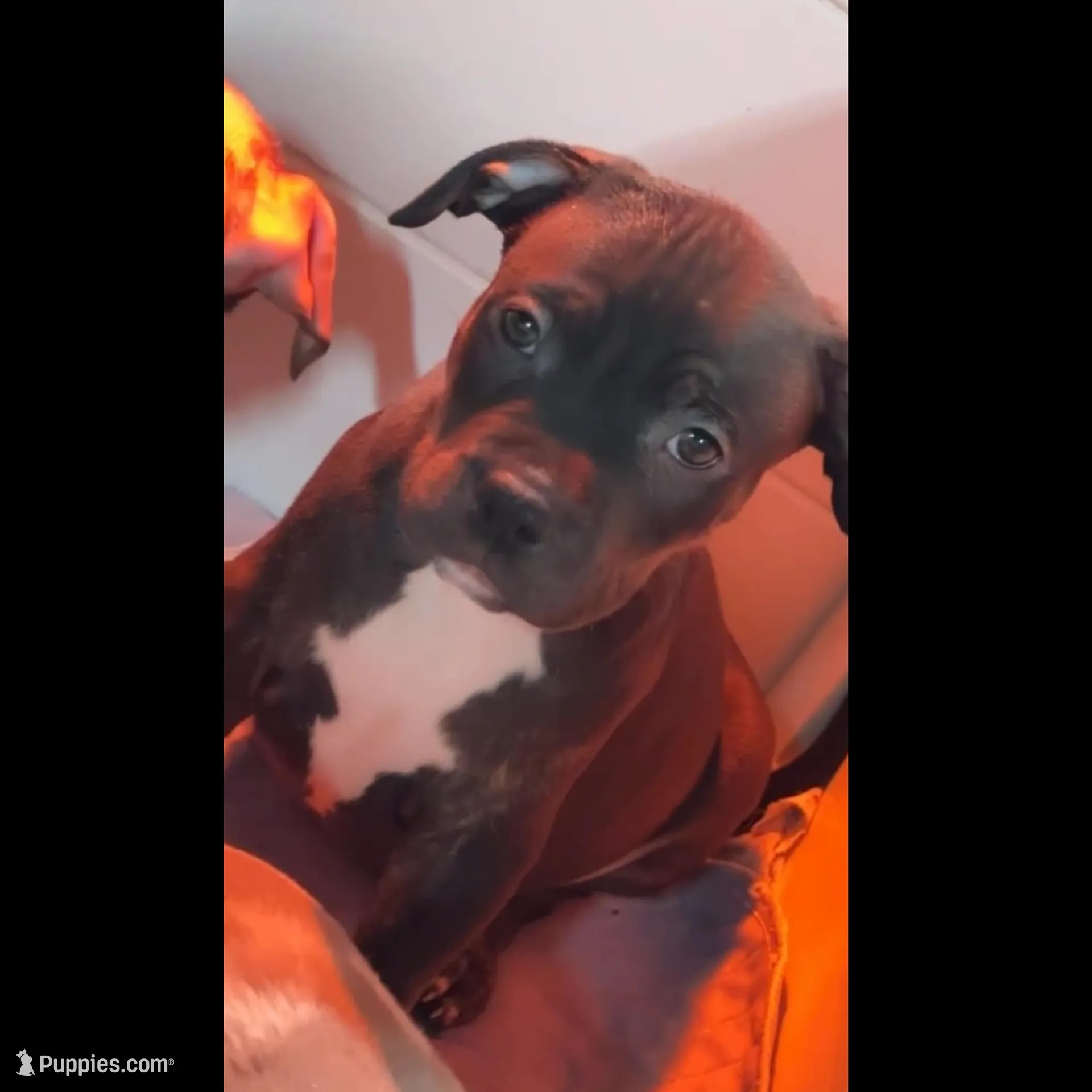 Big mama – American Bully puppy for sale in New Castle, PA