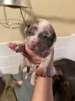 Harper, a female American Bully for sale in New Castle, PA – Photo 3 of 9